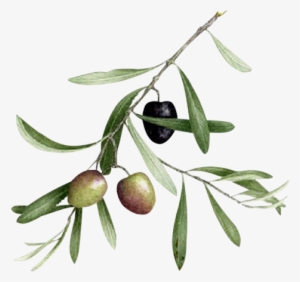 Olivo Dibujo Botanico