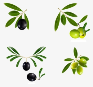 15 Olive Branch Wreath Png For Free Download On Mbtskoudsalg - Free Vector Olive