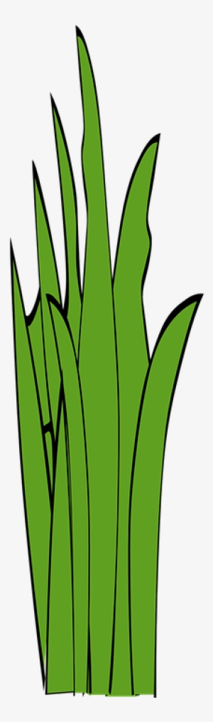 Weed Clipart Long Grass - Ot Çizimi