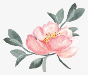 Peony Clipart Swag - วาด ดอกไม้ Png