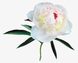 White Peony Flower Png