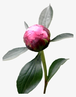Download Amazing High-quality Latest Png Images Transparent - Peony Roses With Transparent Background
