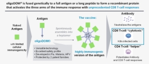 Applied In Flu, Oligodom® Could Bring A Paradigm Shift - Diagram