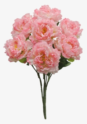 Pink Peony Bush X7 Sale Item - Paeoniaceae