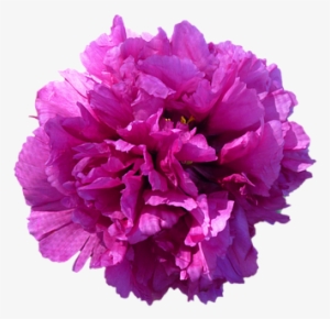 Flower Blossom Bloom Peony Red Isolated Tr - Peony With Transparent Background