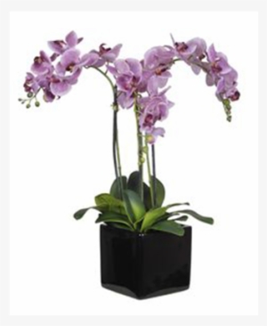 containers - orchids