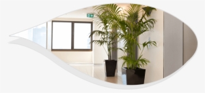 Best Indoor Plants For Office