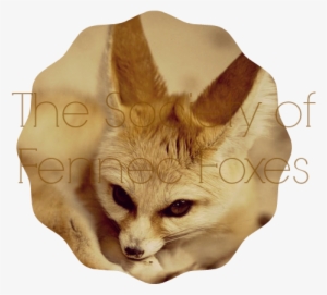 Fennec Fox Society Banner - Small Dogs That Looks Like A Fox