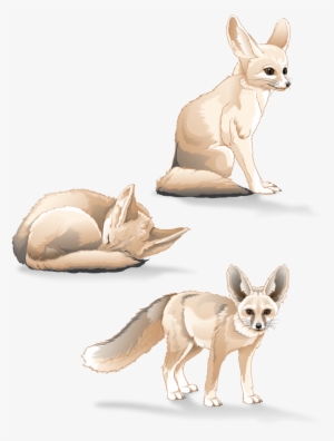 Fennec Fox Study - Fennec Fox