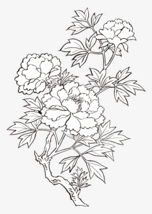 Peony Drawing Flower Painting - Peony Drawing Transparent