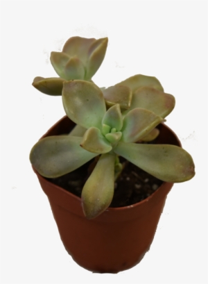 Mini Succulent