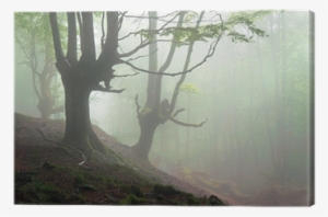 Creepy Forest With Scary Trees Canvas Print • Pixers®