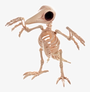 Creepy Raven - Skeleton