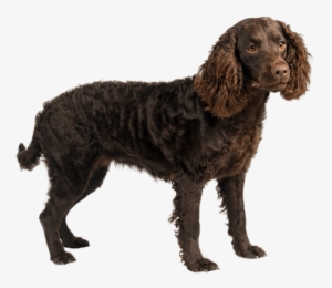American Water Spaniel - Flush Dogs For Quail Hunting