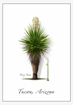 torrey yucca - yucca faxoniana