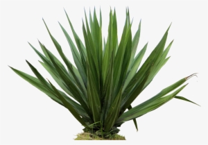 Agave Plant Png Free - Furcraea Foetida Png