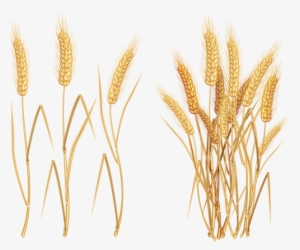 Image Library Library F Ffe Ff Png K Kyti - Wheat Vector Free