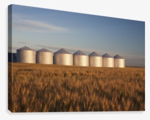 Row Of Shiny Metal Grain Bins In A Wheat Field At Sunrise - Grain Bin In Field