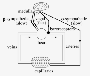 A Sketch Of The Short-term Baroreflex Cardiac Control - Baroreflex
