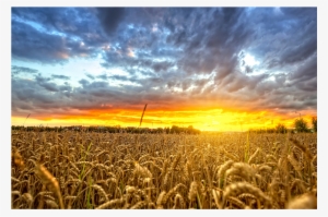 Polish Wheat Field At Sunset - Wheat