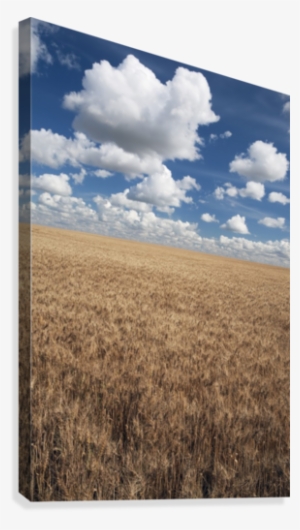 Wheat Field And Clouds In The Sky Canvas Print - Posterazzi Dpi1867165 Wheat Fi