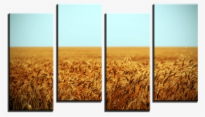 Wheat Field 4 Panel Canvas Print - Canada