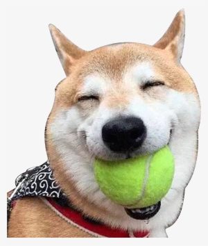 Clip Royalty Free Library Shiba Akita Laughter Doge - Transparent Dog Laughing