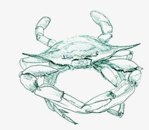 Blue Crab - Sketch Of A Crab