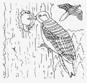 Png Freeuse Library Woodpecker Bird Download Free Commercial - Pájaro Carpintero Para Colorear