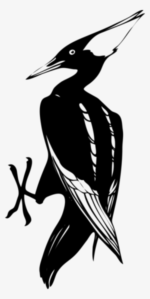 Woody Woodpecker Bird Pecking Download - Woodpecker Clip Art