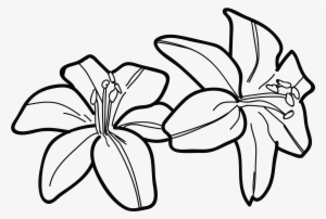 Image Royalty Free Drawing At Getdrawings Com Free - Draw A Tiger Lily