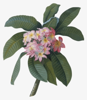 Wall Stickers Of Plumeria By V&a - Botanical Illustrations Frangipani Flower