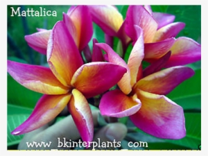 Plumeria " Mattalica " - Frangipani
