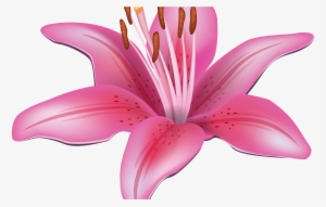 Pink Lily Flower Png Clipart Best Web Clipart - Lilies Clipart
