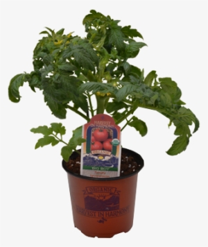 Costa Farms Ficus Bonsai In 6 In. Plastic Pot With