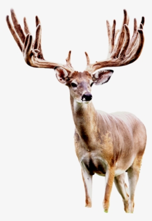 Rock Creek Ranch Offers Guided Hunting For Whitetail - Seneca White Deer