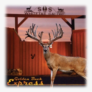 As You Travel Through The Beautiful Country Side Of - S&s Whitetail Galore