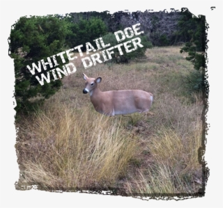 Picture Of Wind Drifter Whitetail Deer Decoy - White-tailed Deer