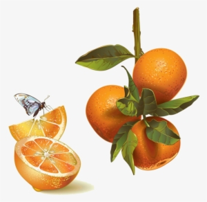 Fruit Et Legumes - Mandarin Orange