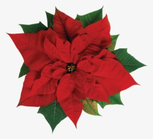 Share This Image - Poinsettia Flower