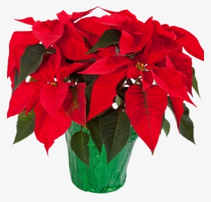 Poinsettia Download Transparent Png Image - Christmas Poinsettia