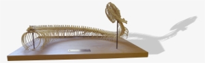 Burmese Python Skeleton