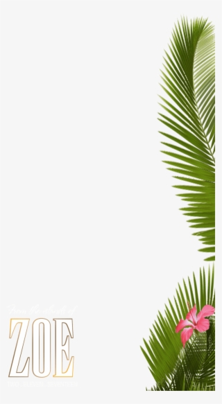 About 225 Free Commercial & Noncommercial Clipart Matching - Palm Tree Snapchat Filter