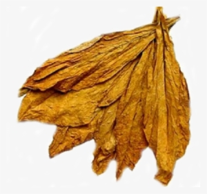 Transparent Leaf Tobacco - Tobacco Plant Leaves Dried