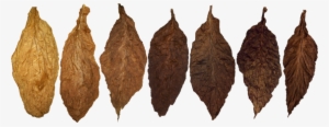 Tobacco Png - Tobacco Leaf