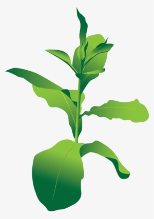 Tobacco Plant Png