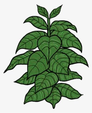 Tobacco Plant Png - Tobacco Plant Clipart