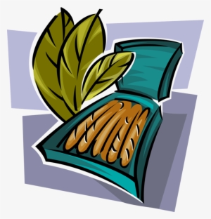 Vector Illustration Of Tobacco Smoking Leaves With - Cigars