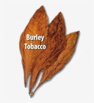 Oriental Tobacco Also Referred To As Turkish Tobacco - Post Oak