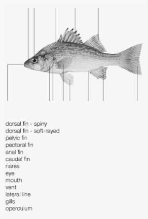 Activity 1 Fish Facts - Draw And Label A Fish